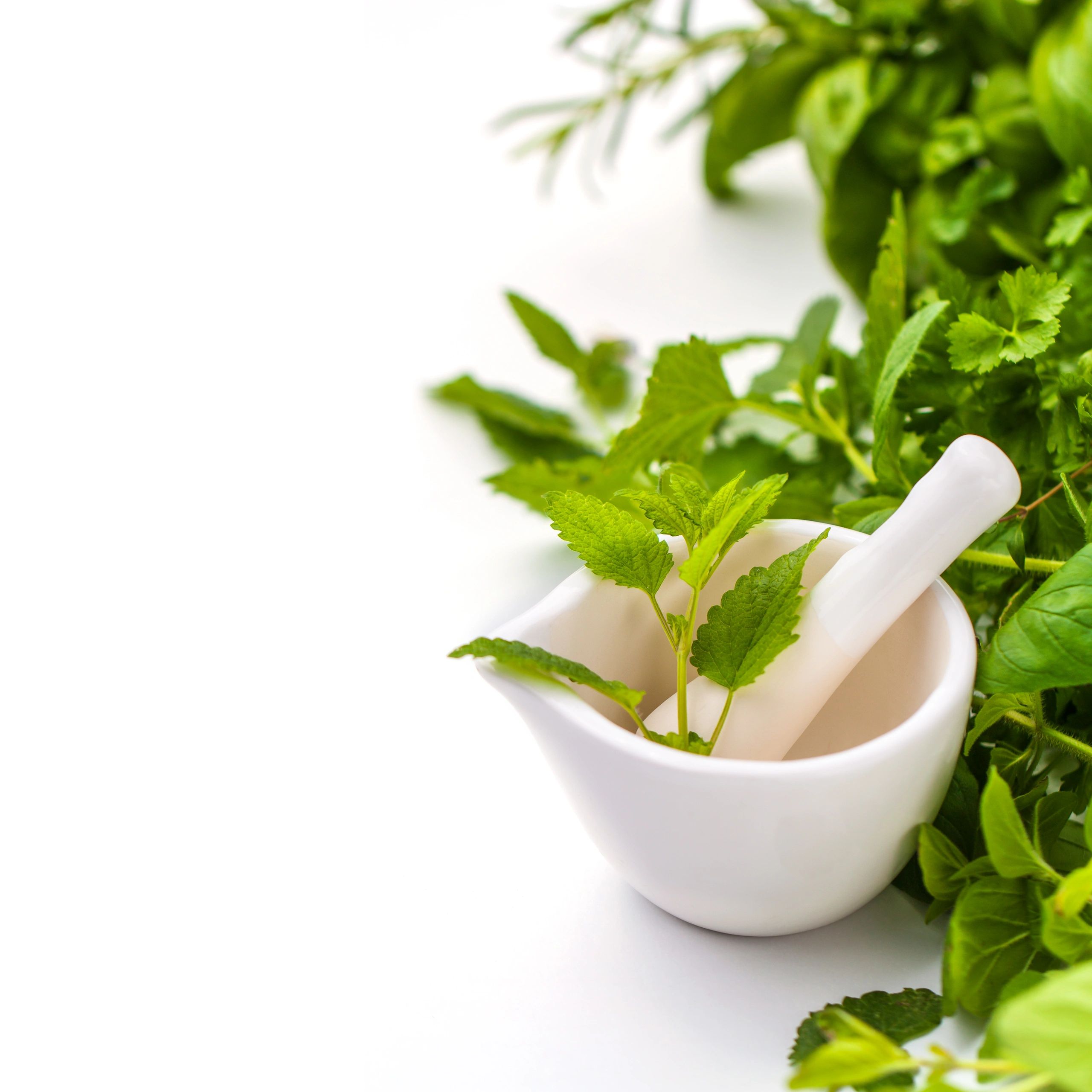 Natural herbal medicine — mortar and pestle with fresh herbs